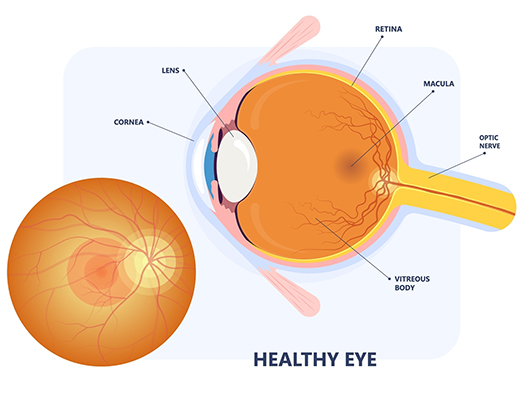 Healthy macula diagram